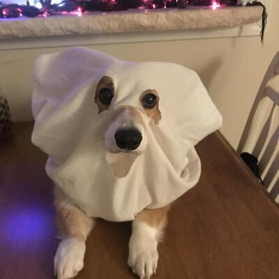 Corgi